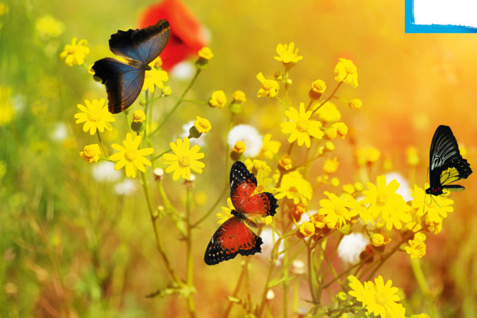 Die Transformation der Raupe zum Schmetterling ist ein einsamer Prozess.