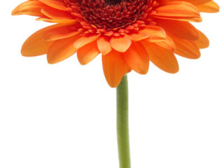 gerbera