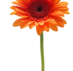 gerbera