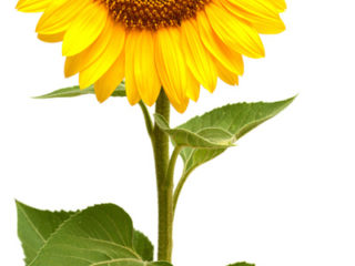 sonnenblume