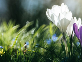 werner-buchberger-fruehling-umarmen-natur-blumen