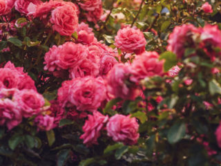 barbara_heider_rauter_engel_rosengarten