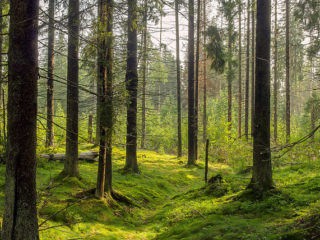 gabriele_rossbach_natur_wald_ruhe_stille_liebe