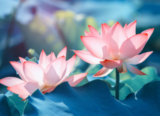 Gayan Sylvie Winter: Die Lehre von Corona