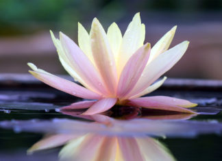 Sabrina Fox: Wir verbreiten Schönheit und Harmonie