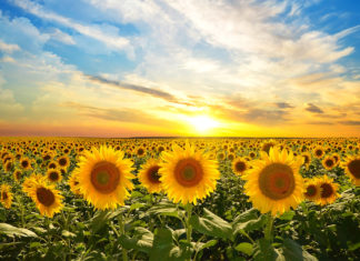 Thomas Schmelzer: Deine Wendezeit ist jetzt!