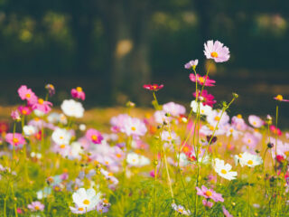 abbas_schirmohammadi_glueckswald_meditaiton