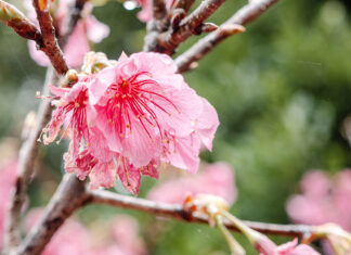 Stefanie Nicole Moritsch: Dein Herz ist der Schlüssel zu den Engeln
