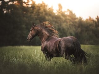 sandra-stelzner-mürköster-einhorn