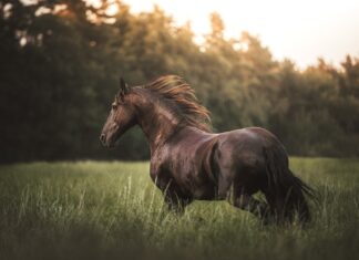Sandra Stelzner-Mürköster: Die Stimme des magischen Einhorns in Dir